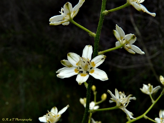 {Melanthium virginicum}